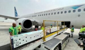 Garuda Indonesia Angkut Komodo Ke Labuan Bajo (Foto: Istimewa)