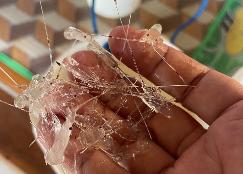 WhatsApp Image 2024-11-27 at 11.58.32